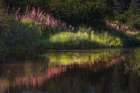 Autumn fireweed flowers reflecting on calm lake, Lake Clark National Park and Preserve, Alaska Art Print